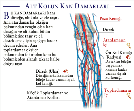 Kol Damar Anotomisi