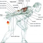 Triceps (Arka Kol) Kası Hareketleri