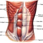 Abdominal Genetic